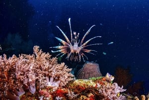 LICENCJONOWANA dwugodzinna przygoda z nurkowaniem w Parku Narodowym Cahuita