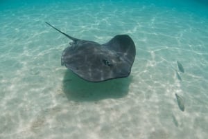 LICENCJONOWANA dwugodzinna przygoda z nurkowaniem w Parku Narodowym Cahuita