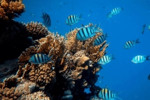 LICENCJONOWANA dwugodzinna przygoda z nurkowaniem w Parku Narodowym Cahuita