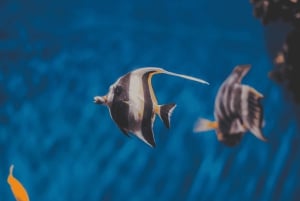 LICENCJONOWANA dwugodzinna przygoda z nurkowaniem w Parku Narodowym Cahuita