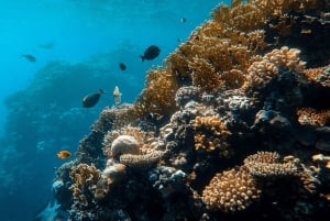 LICENCJONOWANA dwugodzinna przygoda z nurkowaniem w Parku Narodowym Cahuita