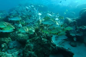 LICENCJONOWANA dwugodzinna przygoda z nurkowaniem w Parku Narodowym Cahuita