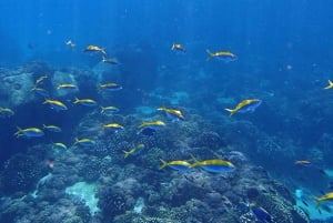 LICENCJONOWANA dwugodzinna przygoda z nurkowaniem w Parku Narodowym Cahuita