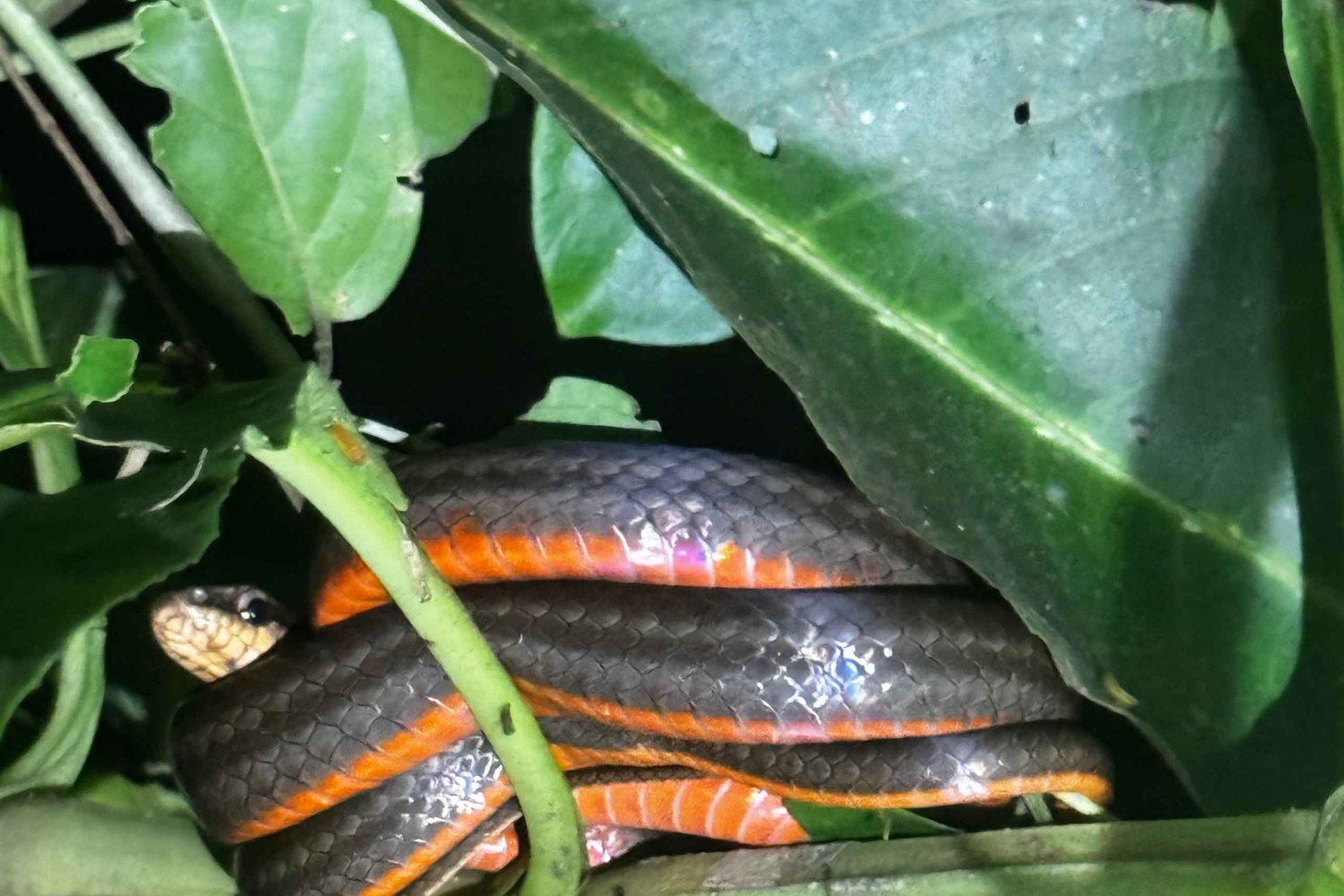 Limon: Yökävely ja sademetsäkokemus