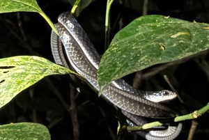 Limon: Yökävely ja sademetsäkokemus