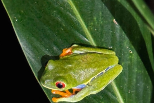 Limon: Yökävely ja sademetsäkokemus