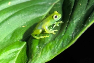 Limon: Yökävely ja sademetsäkokemus