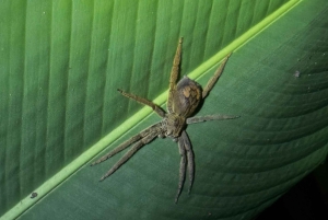 Limon: Yökävely ja sademetsäkokemus