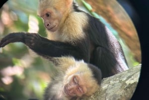 Mangrove and monkey boat Tour UNFORGETTABLE...