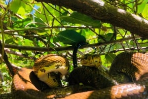 Mangrove and monkey boat Tour UNFORGETTABLE...