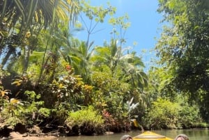 Mangrove and monkey boat Tour UNFORGETTABLE...