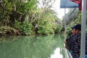 Manuel Antonio : Mangrove boat tour to see animals