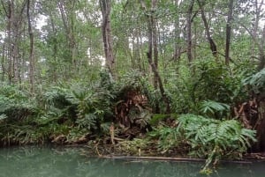 Manuel Antonio : Mangrove boat tour to see animals