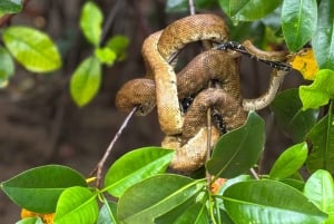 Mangroveoplevelse fra Uvita
