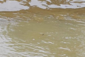 Mangroveoplevelse fra Uvita
