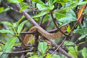 Mangroveoplevelse fra Uvita