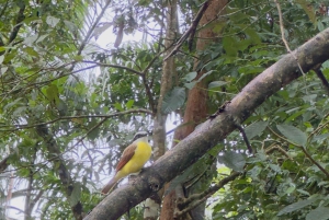 Mangroveoplevelse fra Uvita