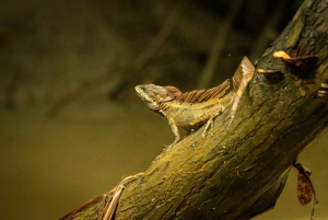 Mangroveoplevelse fra Uvita