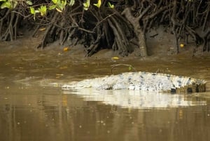 Mangroveoplevelse fra Uvita