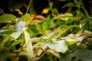 Mangroveoplevelse fra Uvita