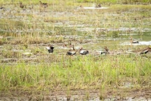 Mangroveoplevelse fra Uvita