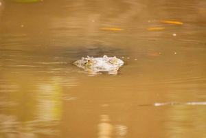 Mangroveoplevelse fra Uvita