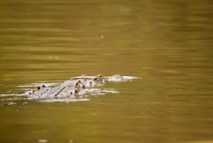 Mangroveoplevelse fra Uvita