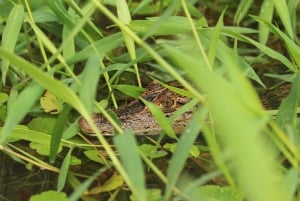 Terraba Sierpe National Wetlands - Mangrove Tour