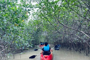Mangrove Tour in Damas Island by Kayak or Boat