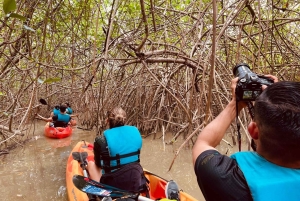 Mangrove Tour in Damas Island by Kayak or Boat