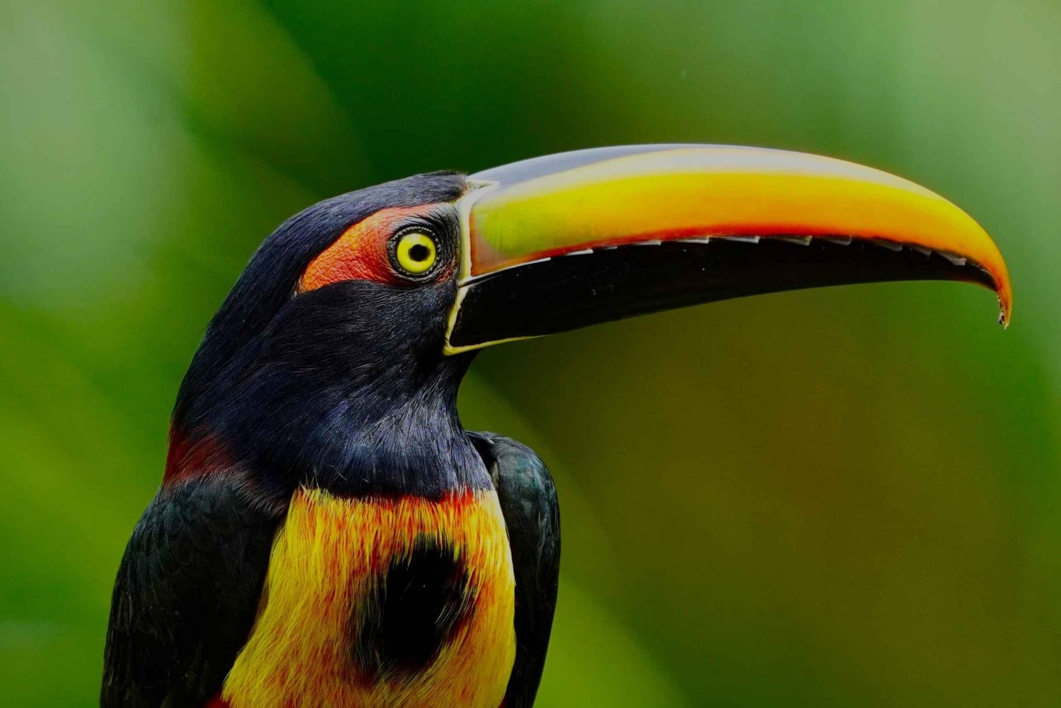 Manuel Antonio: Birdwatching exclusive tour
