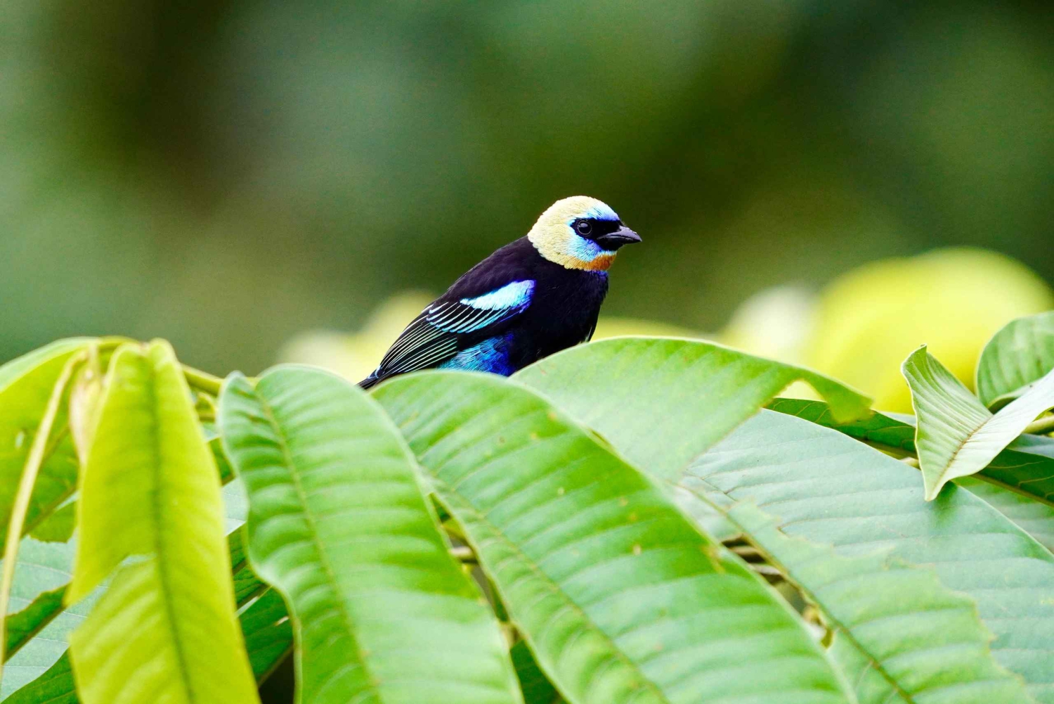 Manuel Antonio: Birdwatching exclusive tour