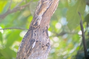 Manuel Antonio: Exklusive Vogelbeobachtungstour