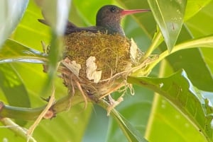 Manuel Antonio: Exklusive Vogelbeobachtungstour