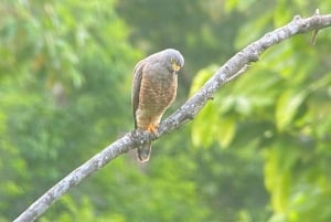 Manuel Antonio: Birdwatching exclusive tour