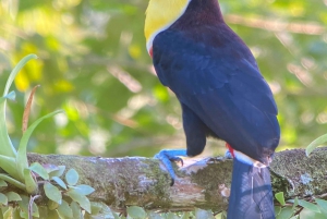 Manuel Antonio: Exklusive Vogelbeobachtungstour