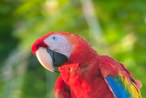 Manuel Antonio: Excursión exclusiva de observación de aves