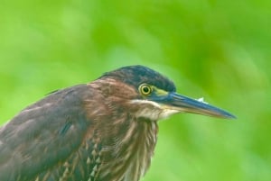 Manuel Antonio: Birdwatching exclusive tour