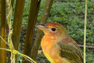 Manuel Antonio: Lintujen tarkkailu eksklusiivinen retki