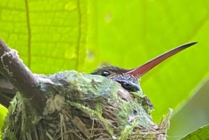 Manuel Antonio: Tour esclusivo di birdwatching