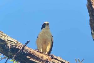 Manuel Antonio: Birdwatching exclusive tour