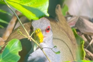 Manuel Antonio: Tour esclusivo di birdwatching