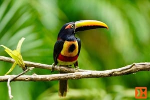Manuel Antonio: Exklusive Tour zur Vogelbeobachtung