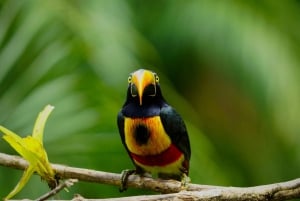 Manuel Antonio: Birdwatching exclusive tour
