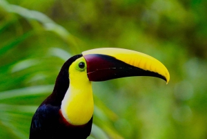 Manuel Antonio: Birdwatching exclusive tour