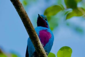 Manuel Antonio: Birdwatching exclusive tour