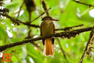 Manuel Antonio: Birdwatching exclusive tour