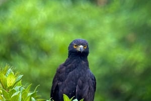 Manuel Antonio: Birdwatching exclusive tour