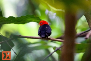 Manuel Antonio: Birdwatching exclusive tour