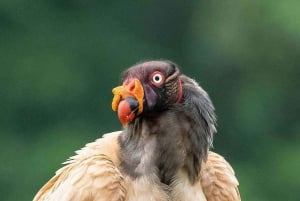 Manuel Antonio: Birdwatching exclusive tour